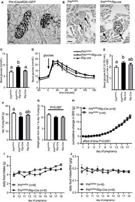 Prolactin-Induced Adaptation in Glucose Homeostasis in Mouse Pregnancy Is Mediated by the Pancreas and Not in the Forebrain